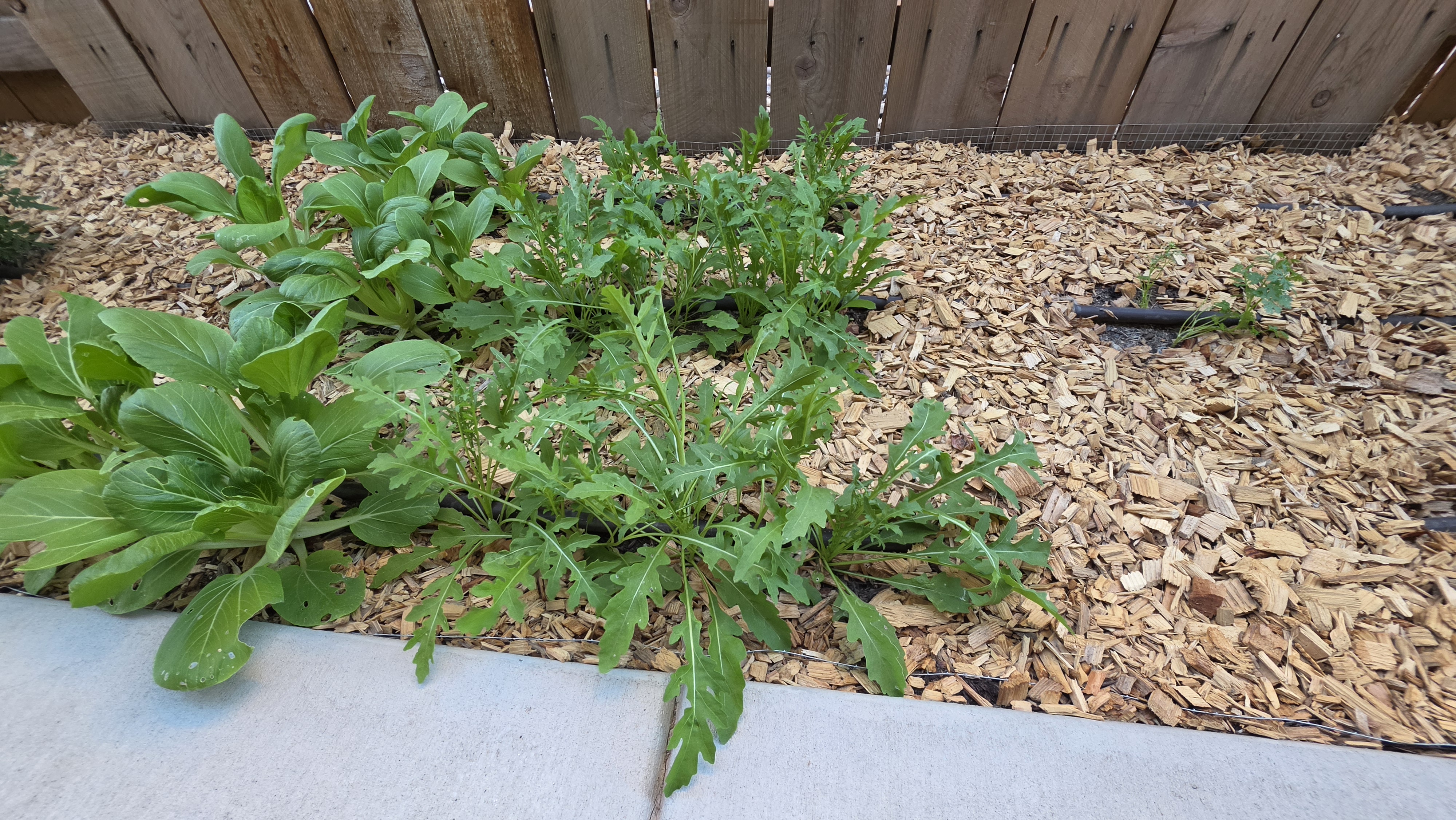 Arugula patch before harvest