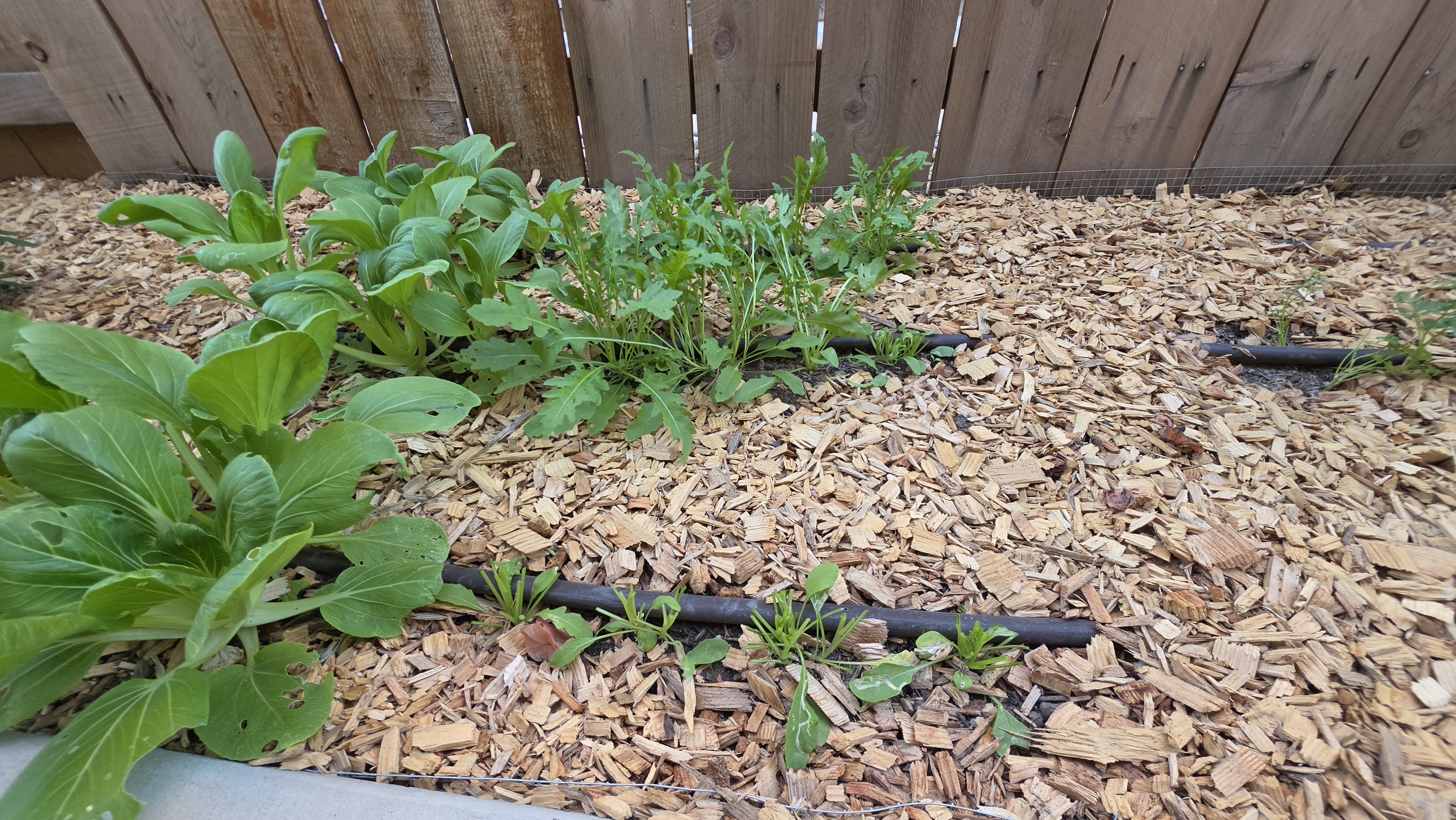 Arugula patch after harvesting