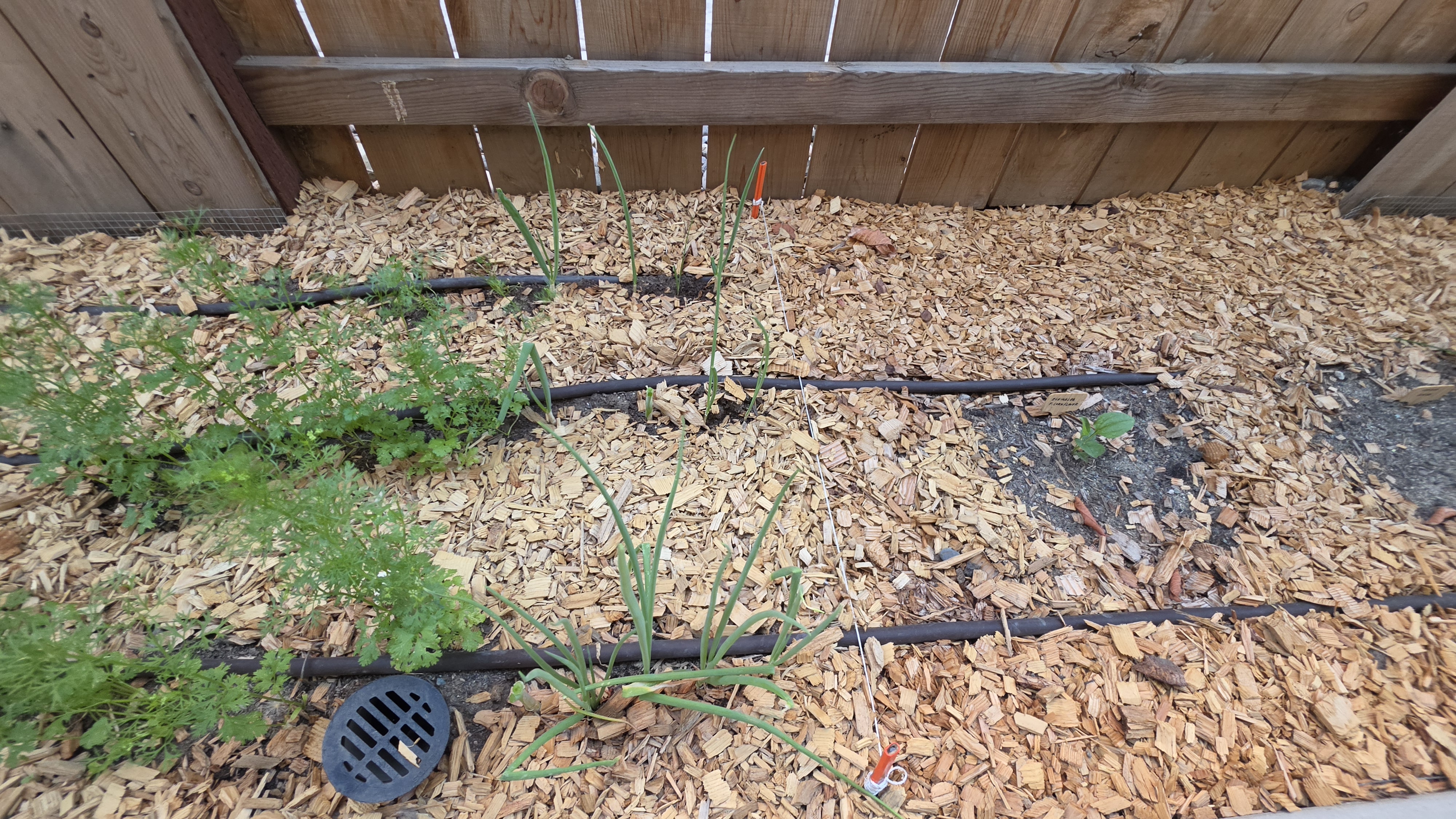 Green onion patch after harvesting