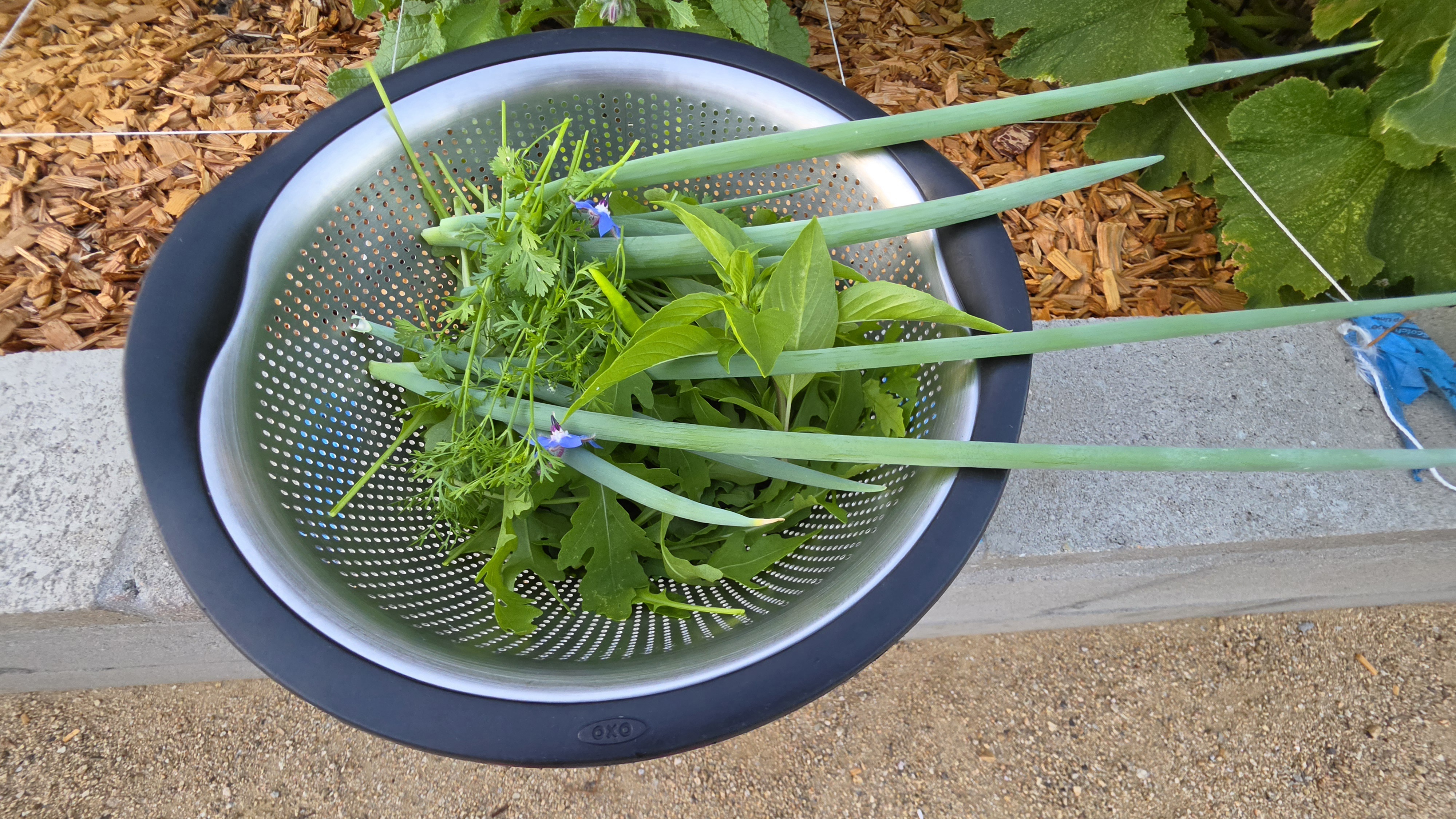 Today's harvest in a colander