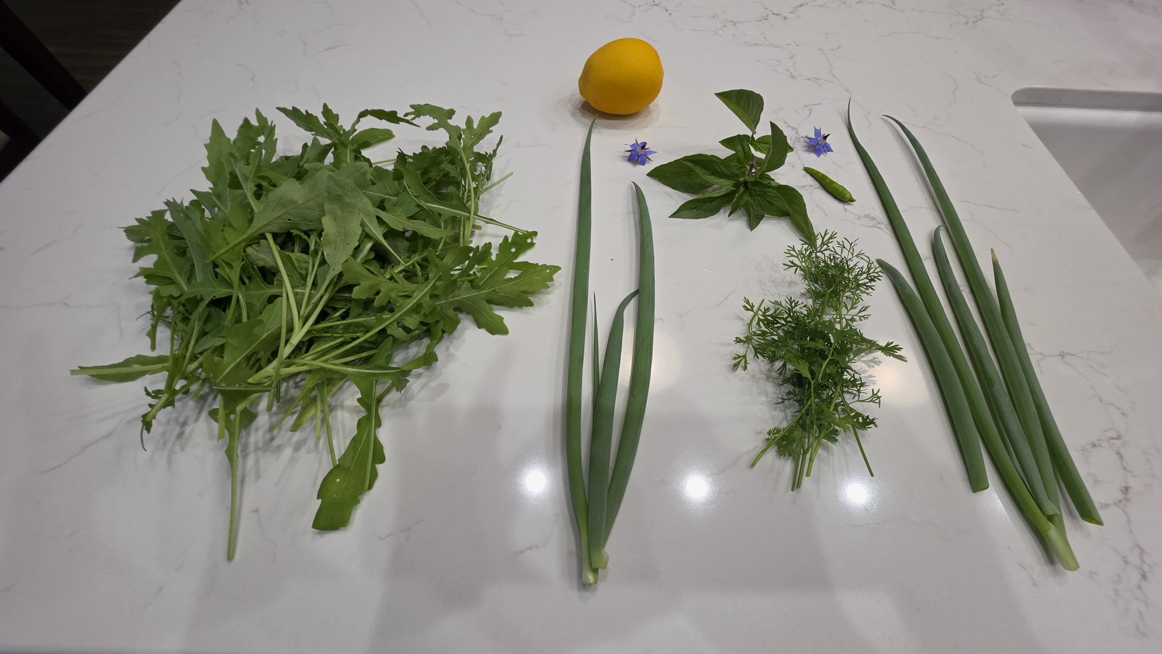 Today's full harvest laid out on the counter